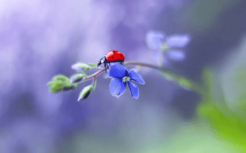 光圈景深原理(Depth of Field)