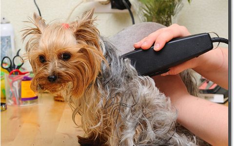 如何使用 Photoshop 的剪贴蒙版？